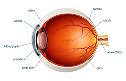 L'anatomia dell'occhio
